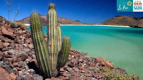  Mexicali Rose A Blooming Journey Through Baja California's Desert Landscapes